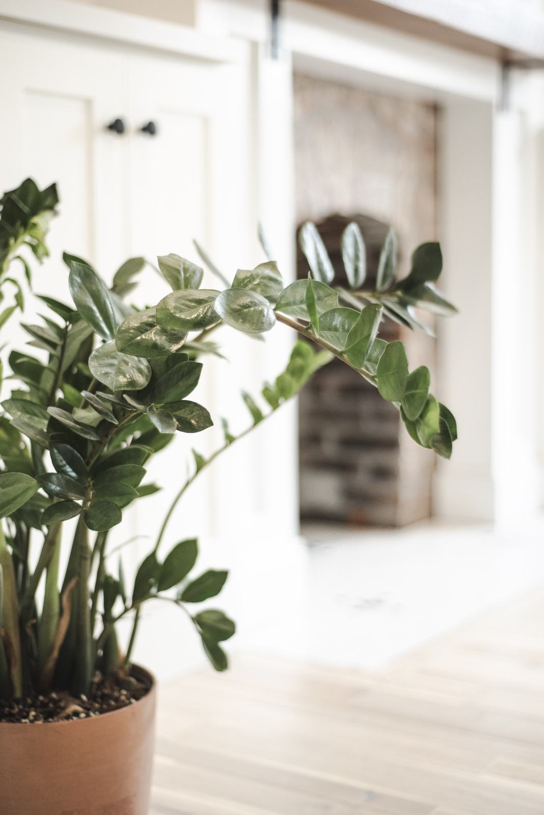 Potted plant in a sunlit living room